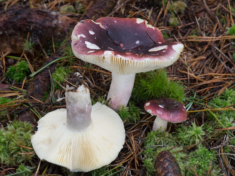 Russula sardonia